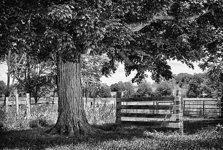 grayscale photo of tree beside fence thumbnail