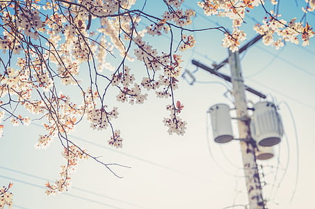 white flowers in shallow focus photography thumbnail