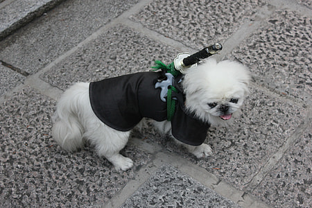 long-coated white puppy with black clothes on focus photo thumbnail