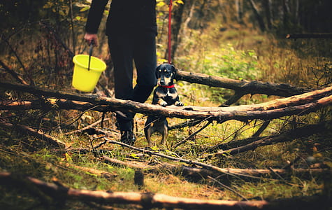 dachshund holding a tree branch thumbnail