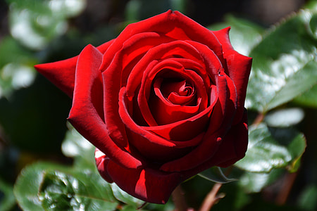 shallow focus photography of red rose thumbnail