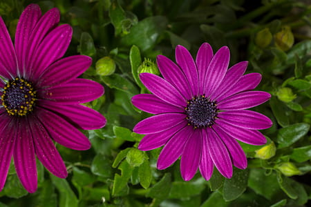 two purple petaled flowers in bloom thumbnail