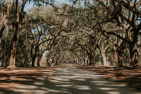 road between trees thumbnail