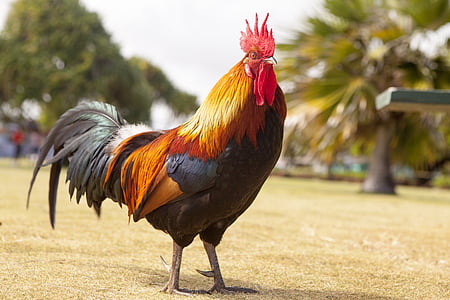 red, black, and yellow rooster thumbnail