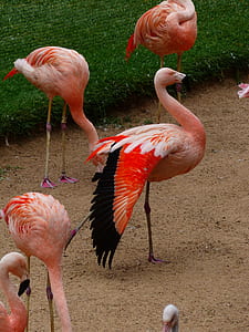 five flamingos on field thumbnail
