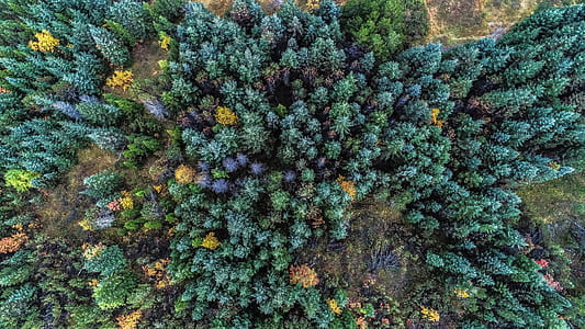 bird's eye view of pine trees thumbnail