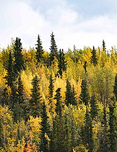 aerial photograph of pine trees thumbnail