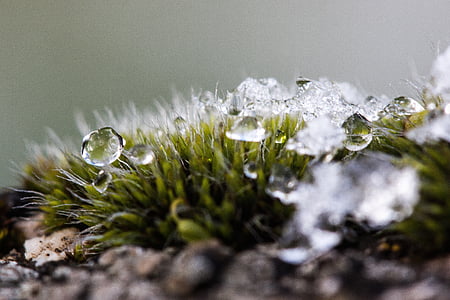 closeup photo of dew drops on green leaves thumbnail