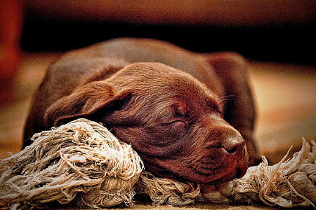 chocolate Labrador Retriever puppy sleeping on rope chew toy thumbnail