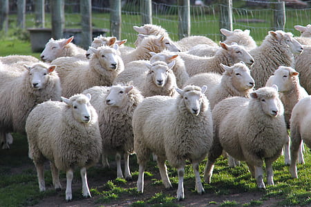 herd sheep thumbnail