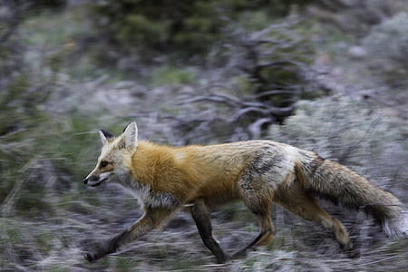 wildlife photography of running brown and white fox thumbnail