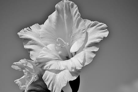 grayscale photography of petaled flower thumbnail