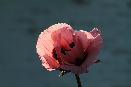 pink Shirley poppy flower in bloom at daytime thumbnail