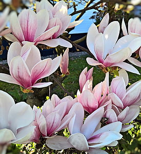 pink petaled flowers during daytime thumbnail