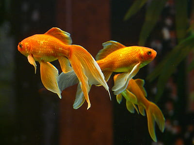 photo of two orange pet fishes thumbnail