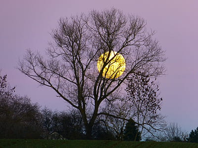full moon behind leafless tree silhouette thumbnail