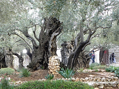 gray and green tree thumbnail