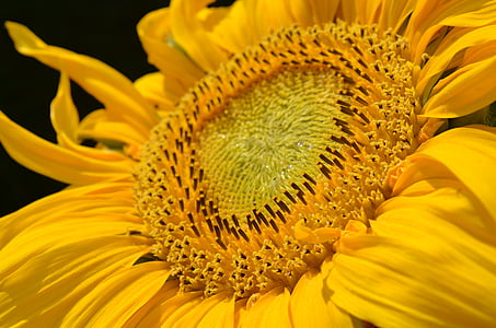 closeup focus photo of yellow sunflower thumbnail