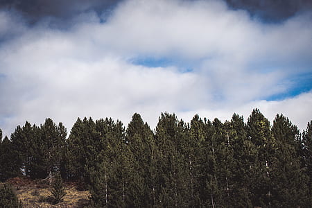 photo of trees thumbnail