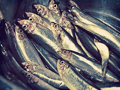 bowl of sardines thumbnail