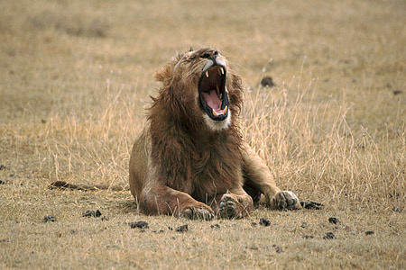 lion roaring lying on brown grass thumbnail
