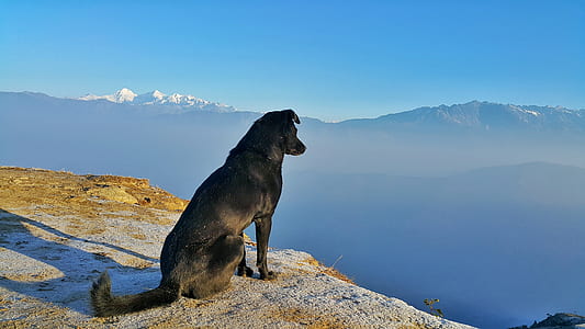 adult Majorca shepherd dog sitting on cliff thumbnail