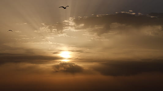flying bird thumbnail