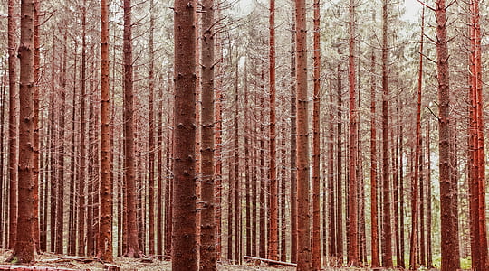brown and gray leafed trees at daytime thumbnail