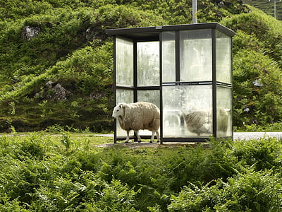 sheep on green grass thumbnail