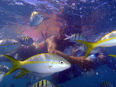 woman swimming with gray and yellow fish thumbnail