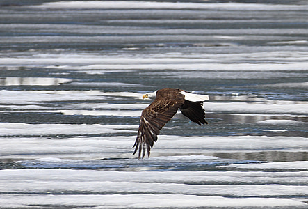 black bald eagle flying thumbnail