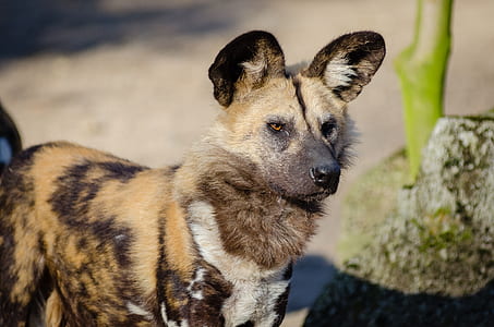 African Wild Dog thumbnail