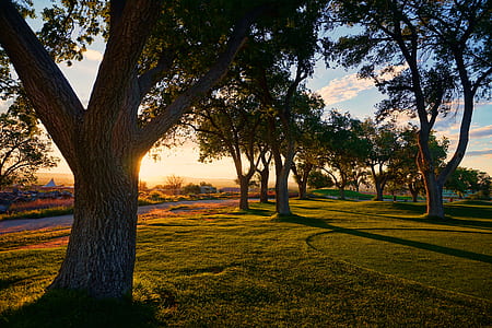 photo of tall trees near pave road during golden hour thumbnail