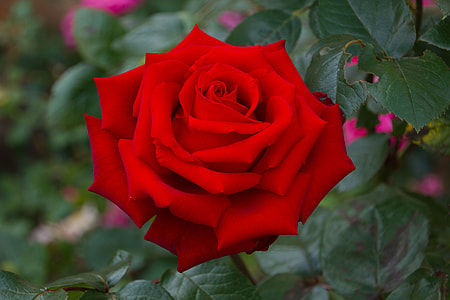 red rose thumbnail