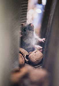Gray Mice in the Middle of Walls thumbnail