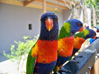 flock of blue-red-and-green parrots thumbnail