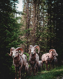 herd of brown ram standing on green grass surrounded by green trees during daytime thumbnail