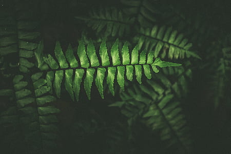 photo of green fern plant thumbnail