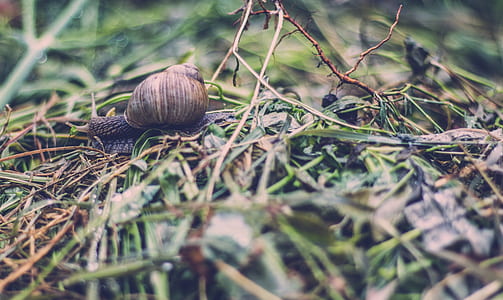 selective focus photo of brown snail on green grass thumbnail