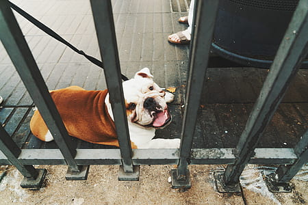 brown and white American Pitbull near gray wooden railings thumbnail