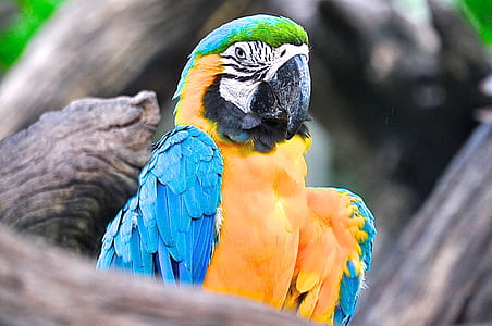 bird, animal, tropical, parrot thumbnail