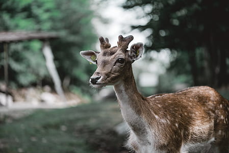 deer in wilderness thumbnail