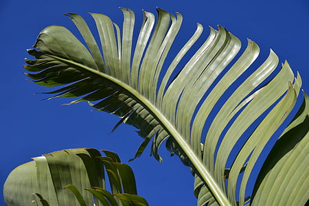 green banana leaf during daytime thumbnail
