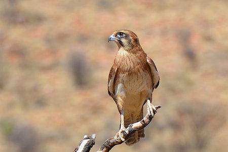 selective focus photo of brown falcon perching on branch of tree thumbnail