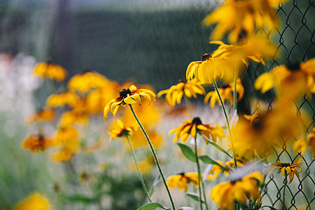 Flowers, fruits and vegetables in the garden thumbnail