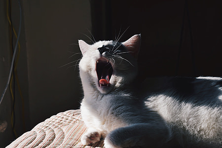 cat yawning on bed thumbnail