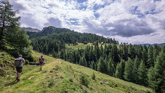 green pine trees thumbnail