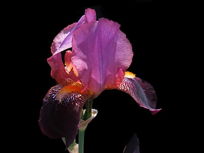 pink petaled flower with black background thumbnail