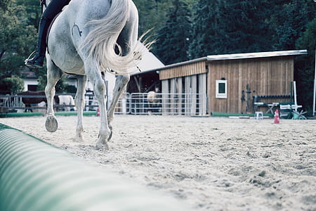 person riding gray horse thumbnail