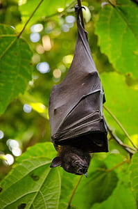 black bat sleeping while hanging on leaves thumbnail
